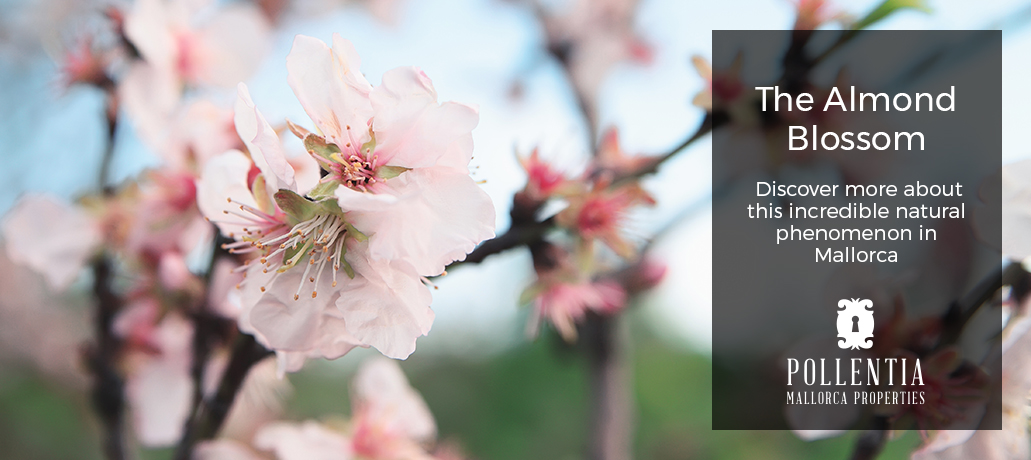 Experience the almond blossom in your property in Mallorca